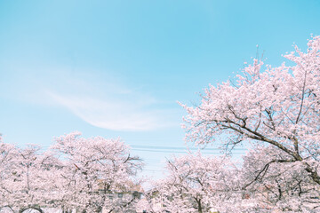青空の下満開に咲いた桜の花