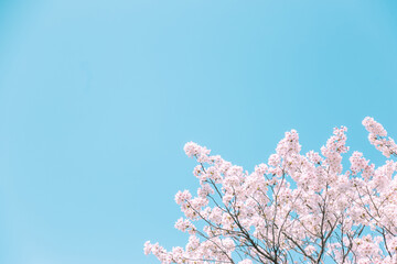 青空の下満開に咲いた桜の花