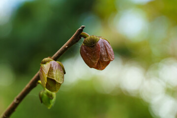 Young buds of Asimina triloba or pawpaw flower in spring garden against green blurred backdrop. Spring concept of waking up nature. Freshness and beginning of new life