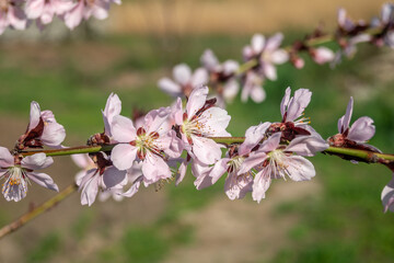 Pink tree flowers. A branch of a tree with a pink flower