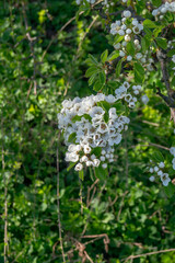 White blossom of a pear tree. A branch with pear flowers