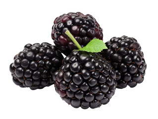 Ripe group of blackberry fruit isolated on transparent background cutout, PNG file.