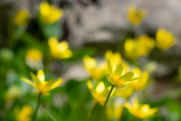 晴れた公園で光輝くヒメリュウキンカ