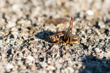 Gewöhnliche Strauchschrecke (Pholidoptera griseoaptera)
