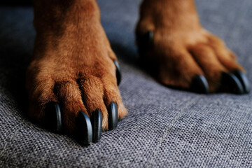 Close-Up of Dogs Paws and Claws