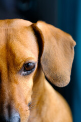 Sad Dog Close-Up Portrait,Dachshund