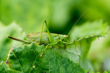 Grünes Heupferd (Tettigonia viridissima) Weibchen