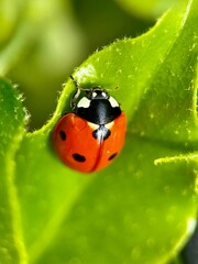 ladybug on leaf