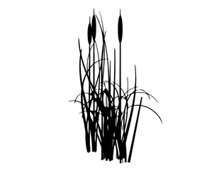 Cattail silhouette vector art white background