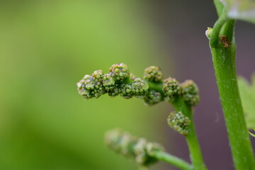 Grappe de raisin qui pousse
