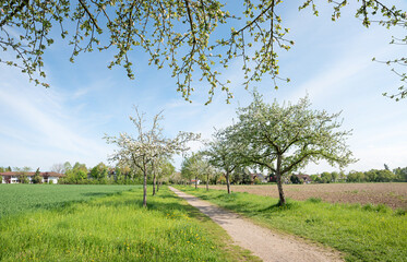 spring landscape alley apple trees at the outskirts of Vaterstetten, bavaria
