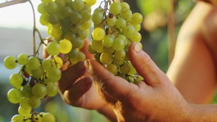 Amidst the vineyard's greenery, a seasoned worker is harvesting grapes, marking the arrival of autumn and the essence of natural agriculture.
