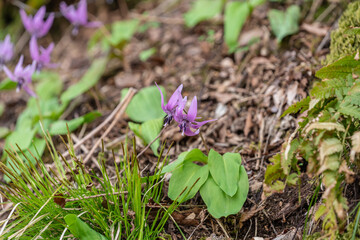 風に揺れる可愛らしいカタクリの花