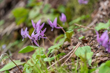風に揺れる可愛らしいカタクリの花