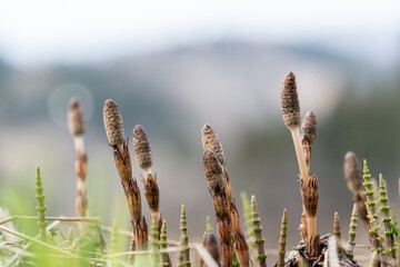 春の訪れを告げる、可愛らしいつくし