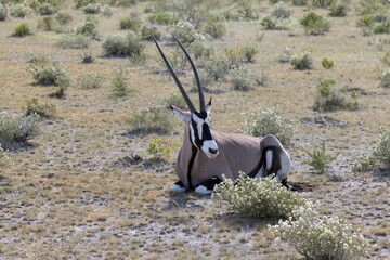 Picture of an Oryx antelope relaxing in the Namibian Kalahari - obrazy, fototapety, plakaty