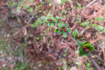 ユキヤナギの新芽