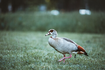 the goose n the park 