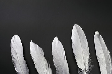 Silver Feathers Aligned in a Row