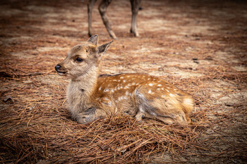Adorable fawn resting in the forest