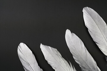  White Feathers on Black Background