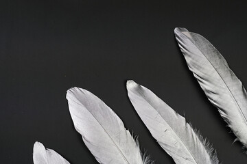 Silver Feathers on Black Background