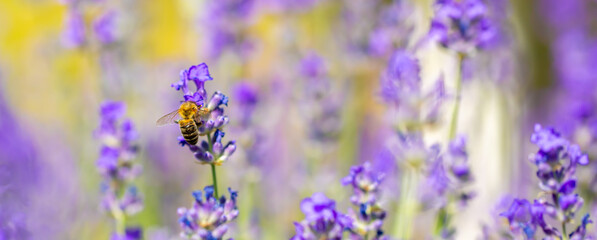 Spring lavender flowers under sunlight. Bees pollinate flowers and collect pollen. Lavender honey....