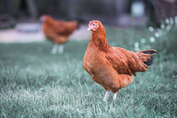 free range chicken on the farm