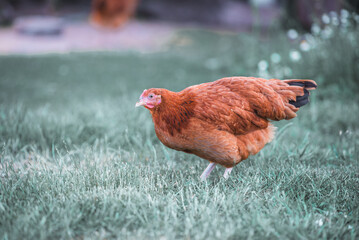free range brown young hen on the farm