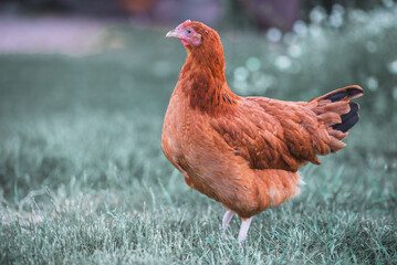 free range brown young hen on the farm