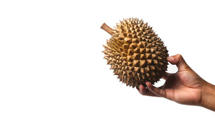 Hand holding ripe durian fruit on white background