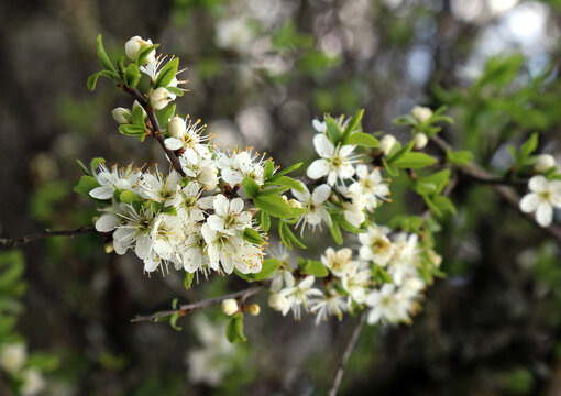 hawthorn or mayflower branch with flowers in bloom