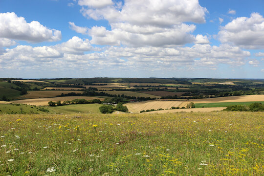 Hills and wild flowers in the South Downs National Park