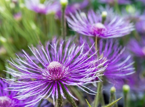 Purple flowers macro photography