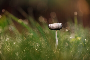 Mały grzyb w trawie wiosną © Elżbieta Kaps