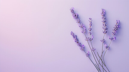 Lavender sprigs on a pastel purple background, a serene and aromatic composition that highlights the delicate beauty and soothing hues of lavender, with a focus on the gentle contrast and harmonious 