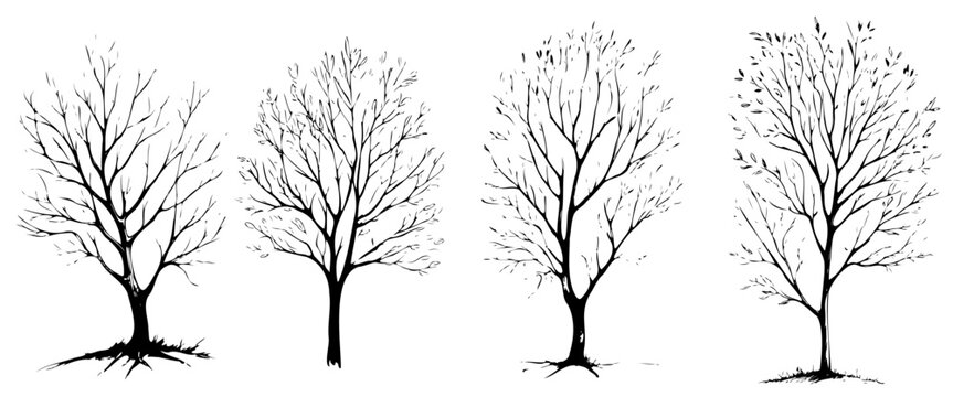 Four trees are shown in different stages of winter. The trees are all bare and have no leaves. The trees are all lined up next to each other, with the first tree on the left
