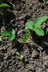 plant in the ground