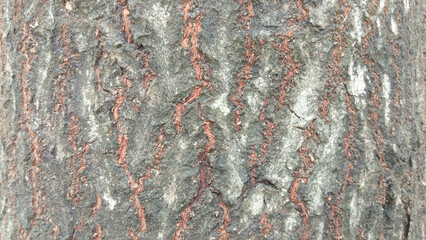 texture of tree bark, Cannon-ball Tree