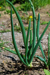 Obraz premium onion in the garden