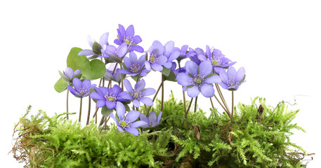 First spring flowers Anemone hepatica on moss isolated on white background. Blooming of blue violet wild forest flowers liverwort.