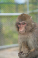 Naklejka premium Japanese monkey(日本猿)