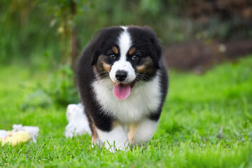 Australian Shepherd puppy plays in the park on a background of green grass