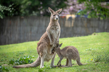 Naklejka na ściany i meble Paris, France - 04 06 2024: The menagerie, the zoo of the plant garden. View of a mother giant kangaroo and it's baby.