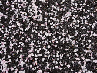 公園の地面に落ちる桜の花弁の様子