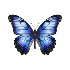 Fototapeta premium Blue and black butterfly with wings spread isolated on white background