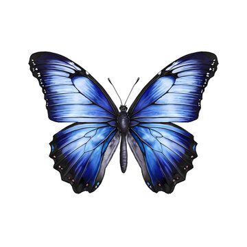 Blue and black butterfly with wings spread isolated on white background
