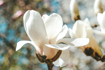 Tree With White Magnolia Flowers Against Blue Sky
