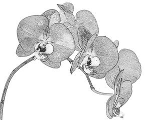 Tige d’orchidée sur fond blanc 