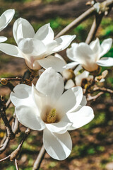 Close Up of Tree With White Magnolia Flowers